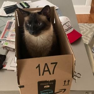 Meet your Posher, Dareck